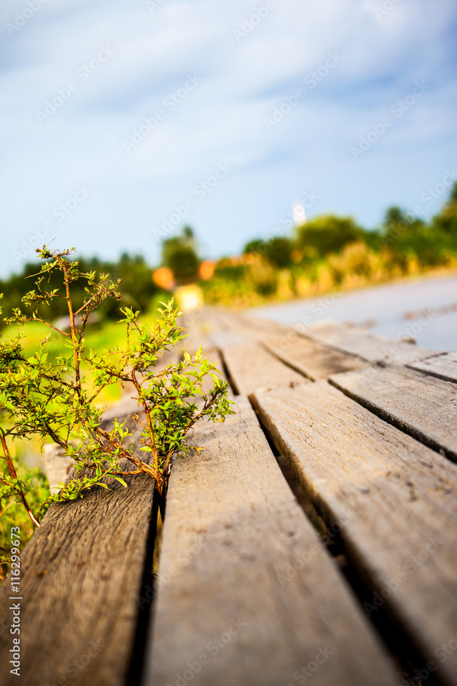 Old wooden bridge through the field . Old wooden bridge through the field .