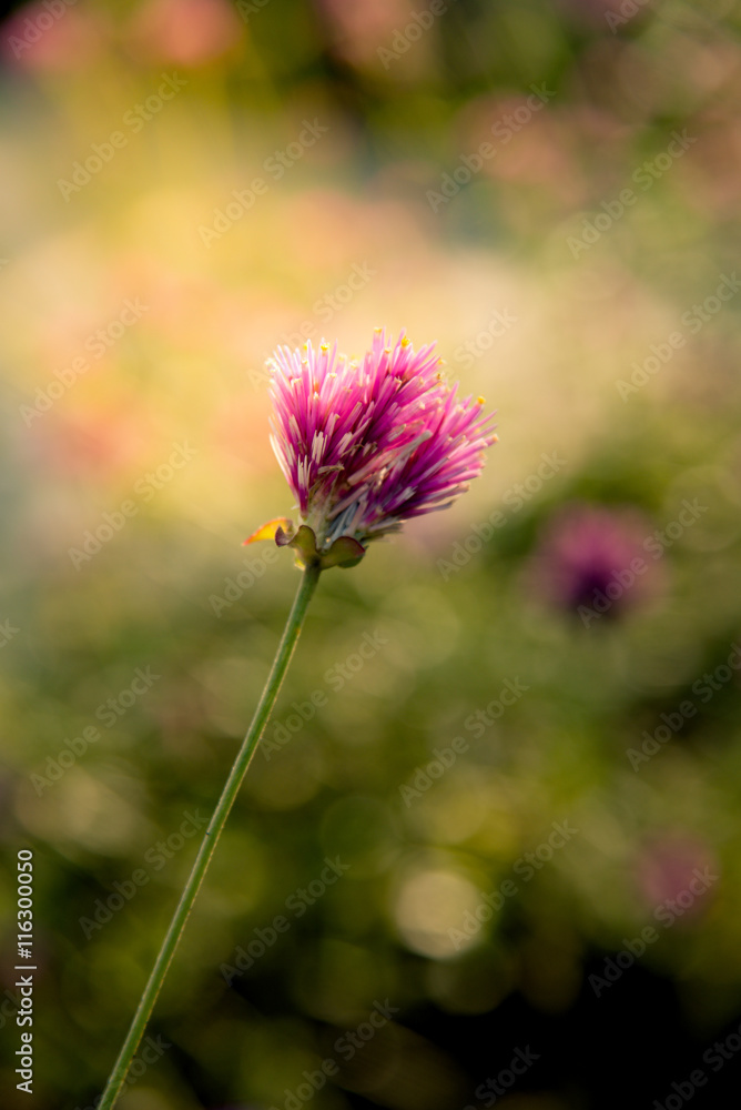 Gomphrena globosa or Fireworks flower. Violet flower in the hard sunlight. Gomphrena globosa or Fireworks flower. Violet flower in the hard sunlight.