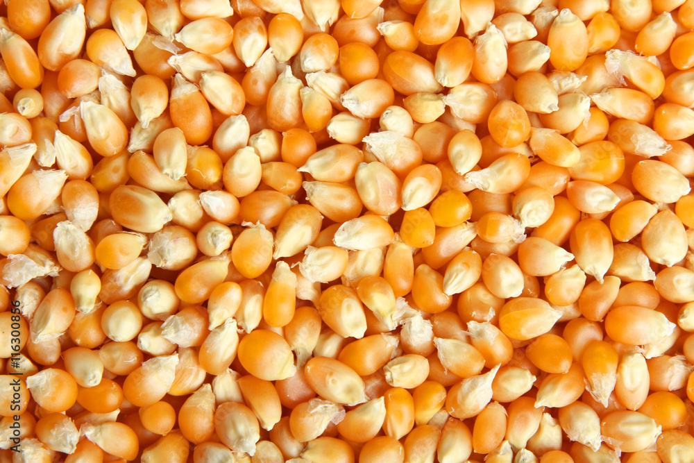 dried corn closeup in the form of textures dried corn closeup in the form of textures