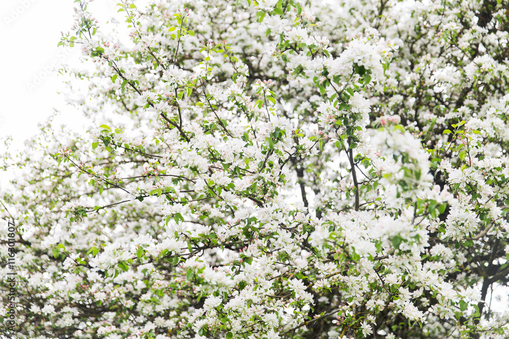 close up of beautiful blooming apple tree branch close up of beautiful blooming apple tree branch