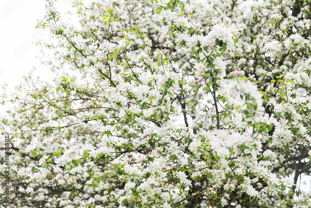 close up of beautiful blooming apple tree branch