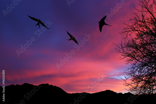 Barn swallow over night sky background