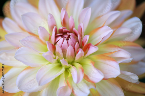 Closeup of a Beautiful Dahlia Flower