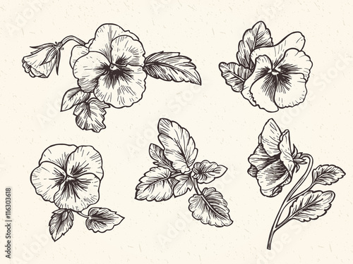 Hand drawn pansy flowers photo