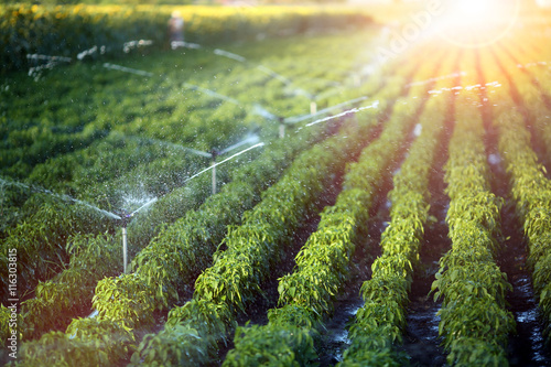 Irrigation system in function