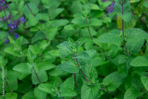 Wallpaper Mural  mint  condiment  for cooking Torontodigital.ca