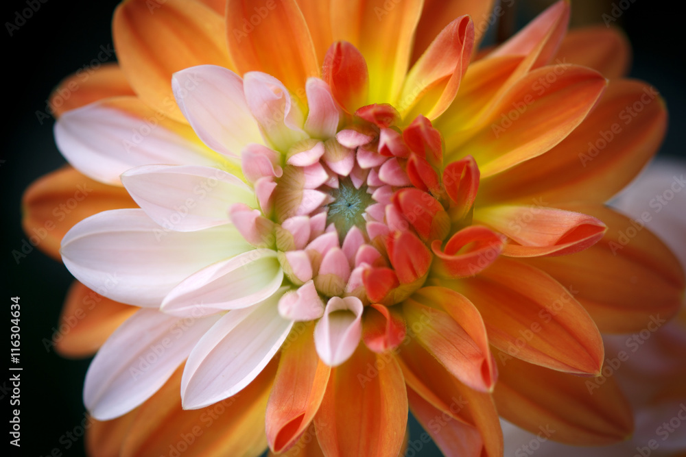 Closeup of a Beautiful Dahlia Flower - Warm Autumn Colorspace Closeup of a Beautiful Dahlia Flower - Warm Autumn Colorspace