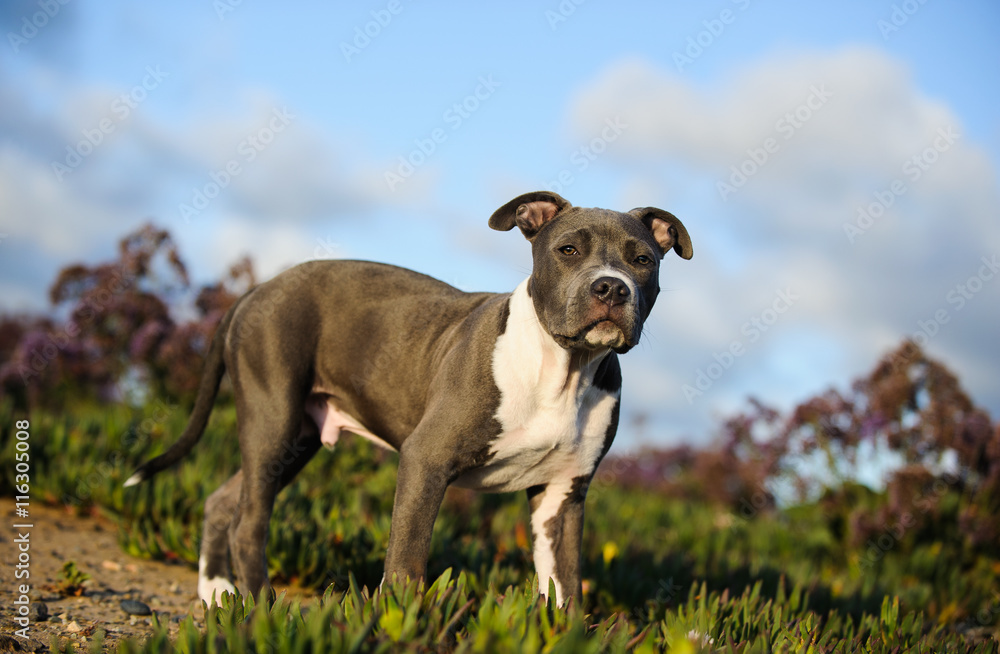 American Pit Bull Terrier puppy dog standing in field with purple flowers and sky with clouds