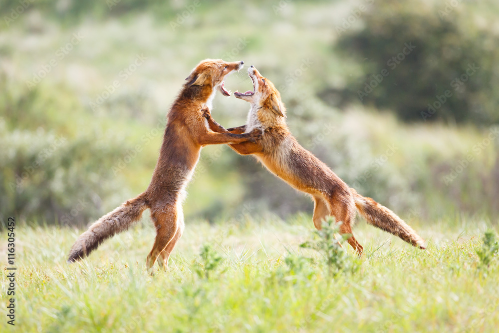 fighting foxes
