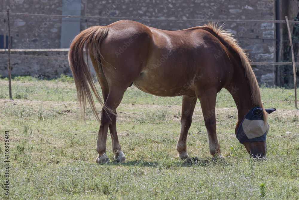 horse with blinders in the farm horse with blinders in the farm
