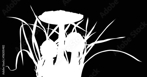 thee fly agarics in grass isolated on black