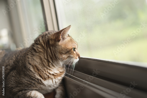 cat sit near the window