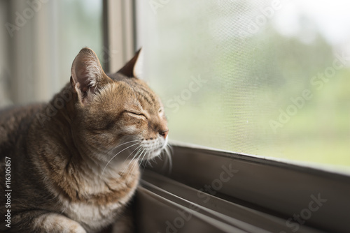 cat sit near the window
