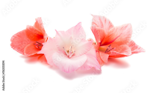 Fototapeta Naklejka Na Ścianę i Meble -  gladiolus isolated