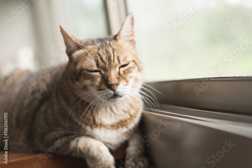 cat sit near the window © ChenPG
