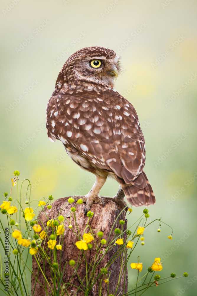 Fototapeta premium little owl on a fence