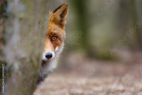 red fox photo