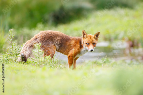 red fox