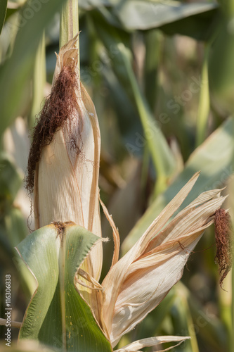 Wallpaper Mural ripe cobs grown in the field Torontodigital.ca