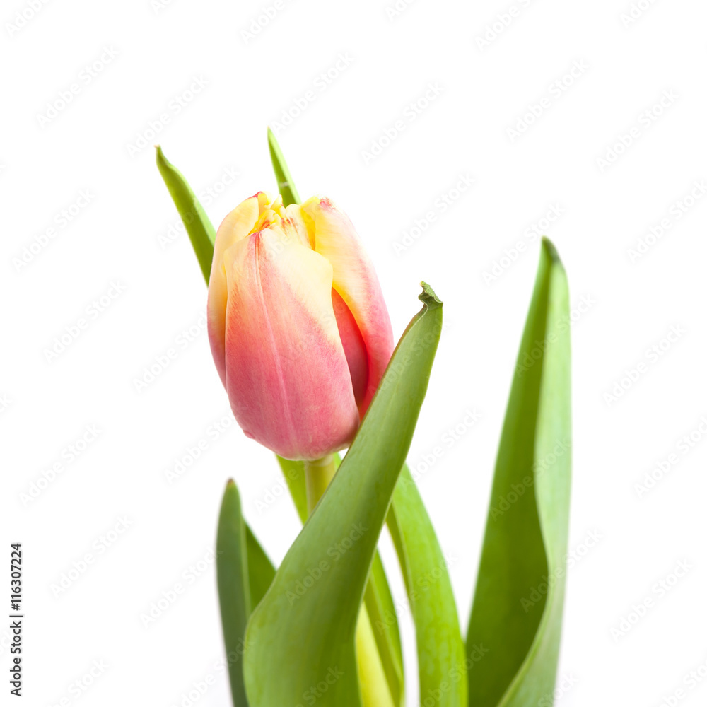 Naklejka premium Tulip