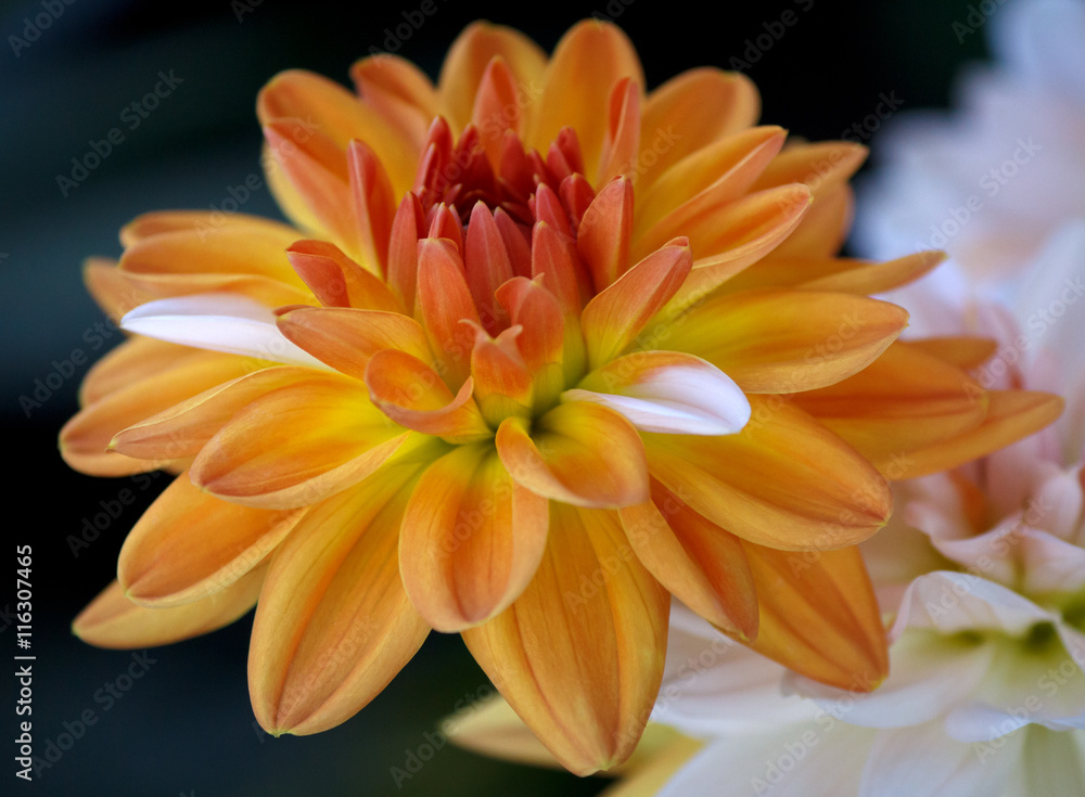 Closeup of a Beautiful Dahlia Flower - in Soft Focus - Blurred Background - Warm Autumn Colorspace