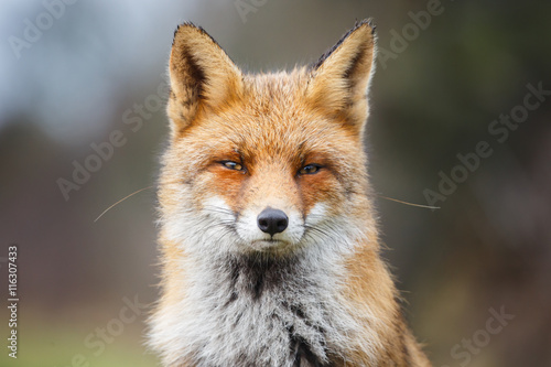 red fox portrait © Pim Leijen