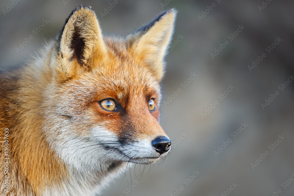 red fox portrait red fox portrait