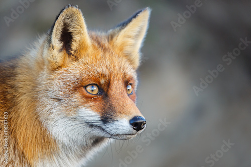 red fox portrait © Pim Leijen