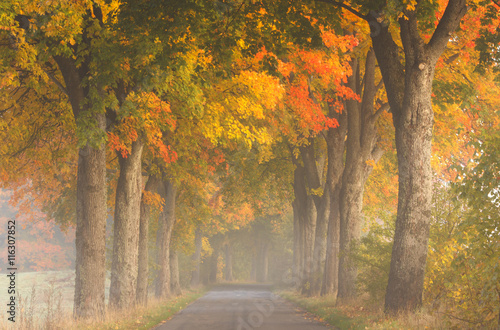Northern Poland./ Autumn road. 