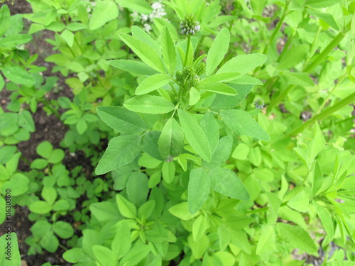 Schabzigerklee, Trigonella caerulea