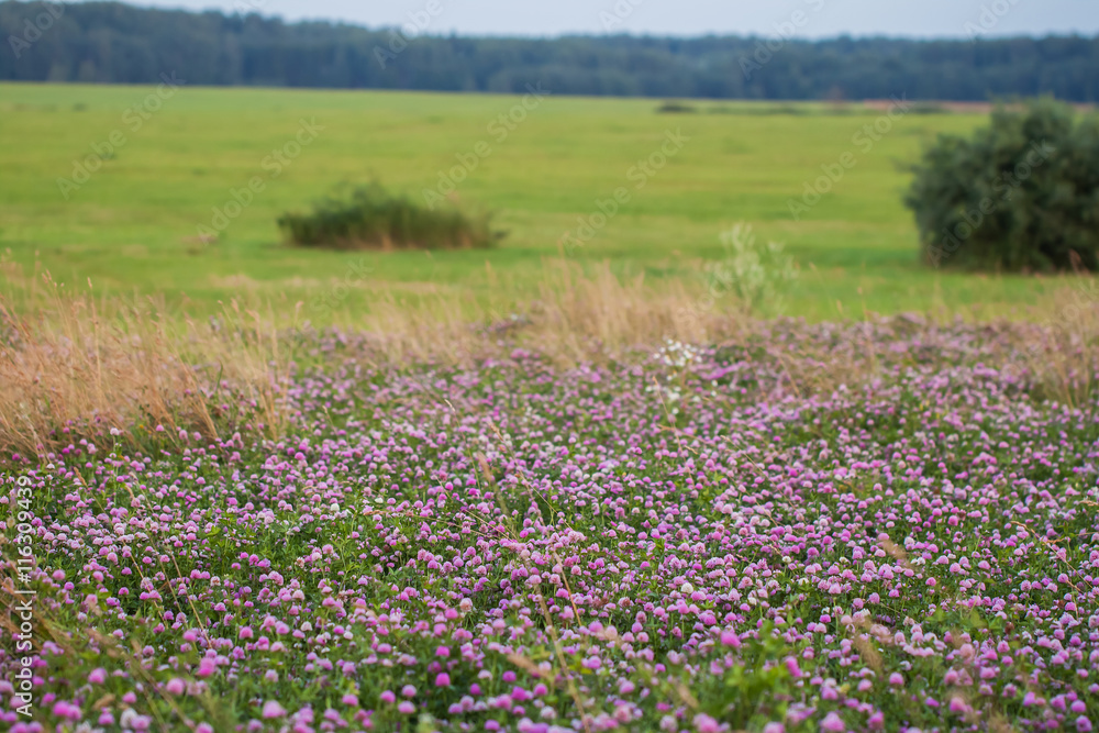 Summer background of nature, clover, forest. Summer background of nature, clover, forest.