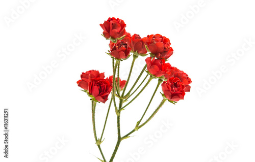small red roses isolated