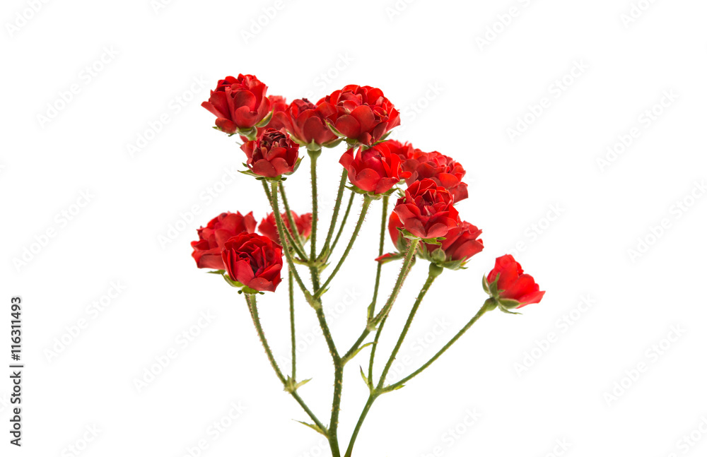 small red roses isolated small red roses isolated