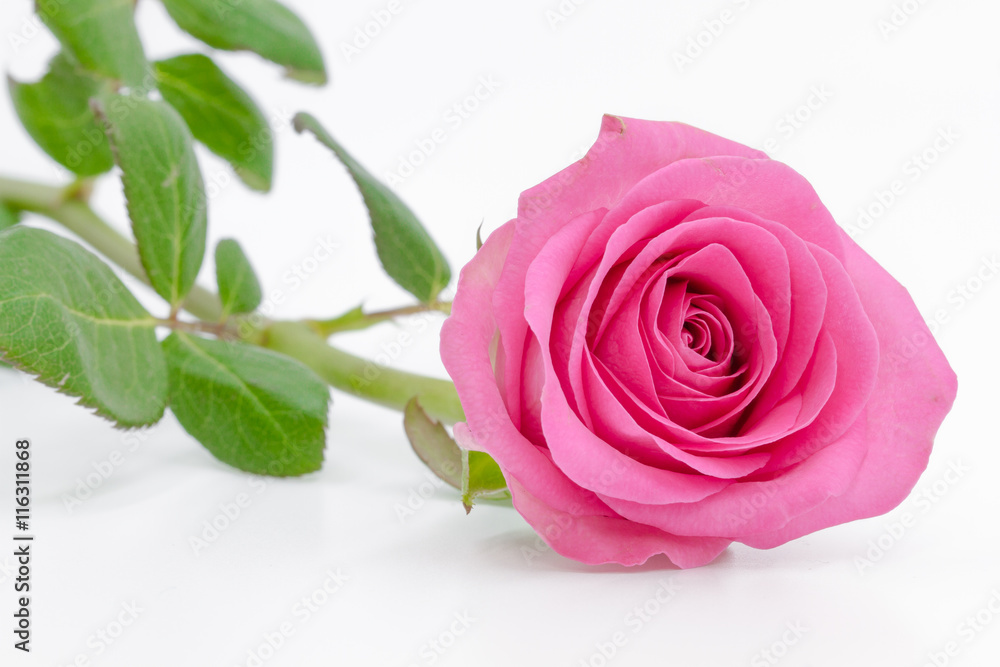 Naklejka premium Roses