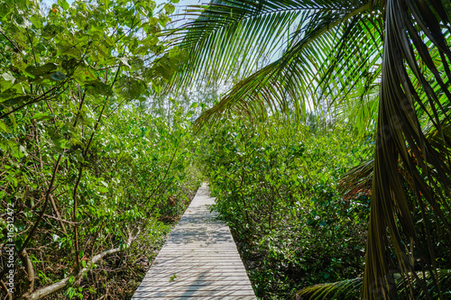 Wooden path in green jungles
