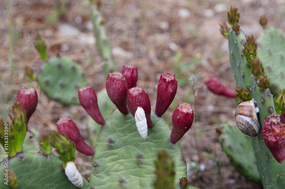 Prickly pear Indian (Opuntia ficus-indica) with red fruits and snails
Prickly pear Indian (Opuntia ficus-indica) with red fruits and snails