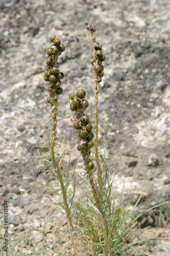 mountain plant Crimean asfodelina (lat. Asphodeline taurica) closeup,
local focus, shallow DOF  photo