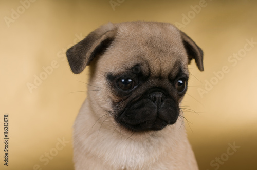 Pug puppy on golden background © GrasePhoto