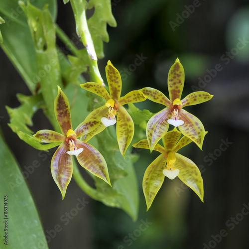 Phalaenopsis cornucervi  Breda   a kind of wild orchid. The petals are green and brown  very small flowers.