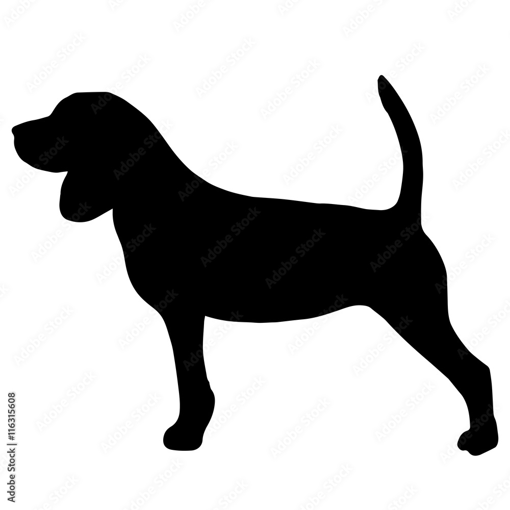 High quality silhouette of beagle isolated on white background