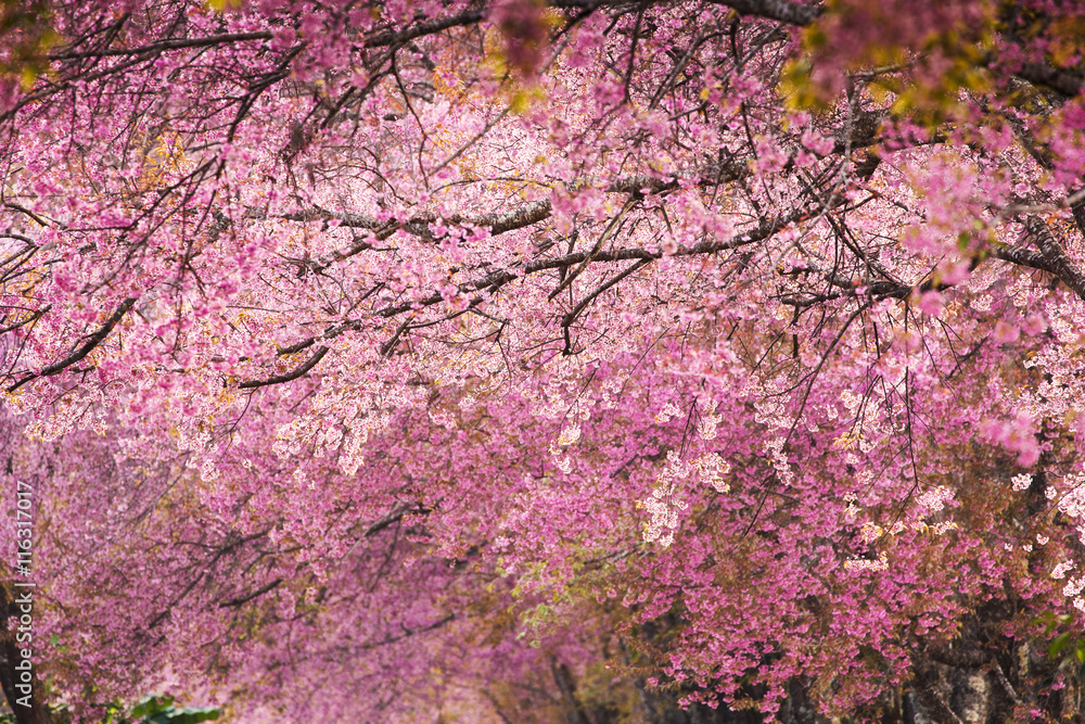 Beautiful pink Sakura flower blooming background Beautiful pink Sakura flower blooming background