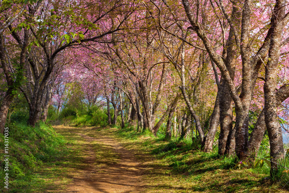 Naklejka premium cherry blossom pink sakura in Thailand and a footpath leading in