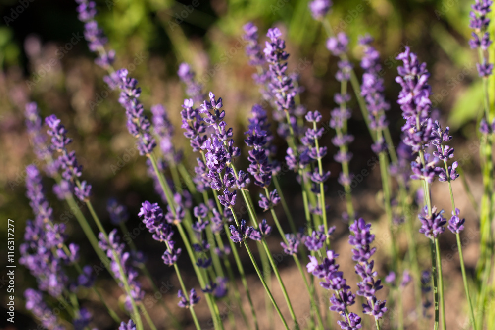 Flowers Lavender. In Sunny Garden Growing Beautiful Fragrant Flowers Lavender Close Up. Flowers Lavender. In Sunny Garden Growing Beautiful Fragrant Flowers Lavender Close Up.