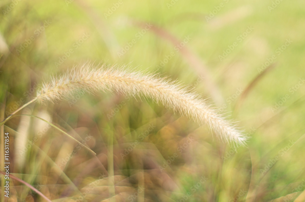 Poaceae grass flower for background, soft focus. Poaceae grass flower for background, soft focus.