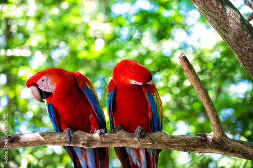 two red ara parrot outdoor © be free