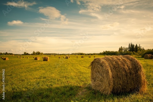 hay bales in countryside