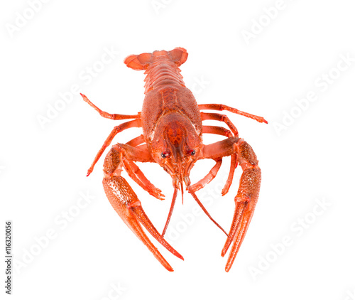 Fresh boiled red crayfish isolated on white background.