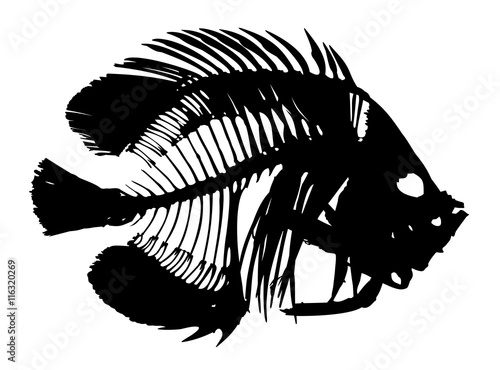 Skeleton of fish. 