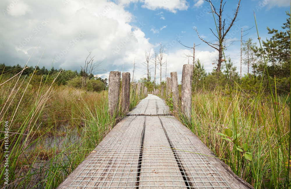 wooden path on swamp in sunny day wooden path on swamp in sunny day