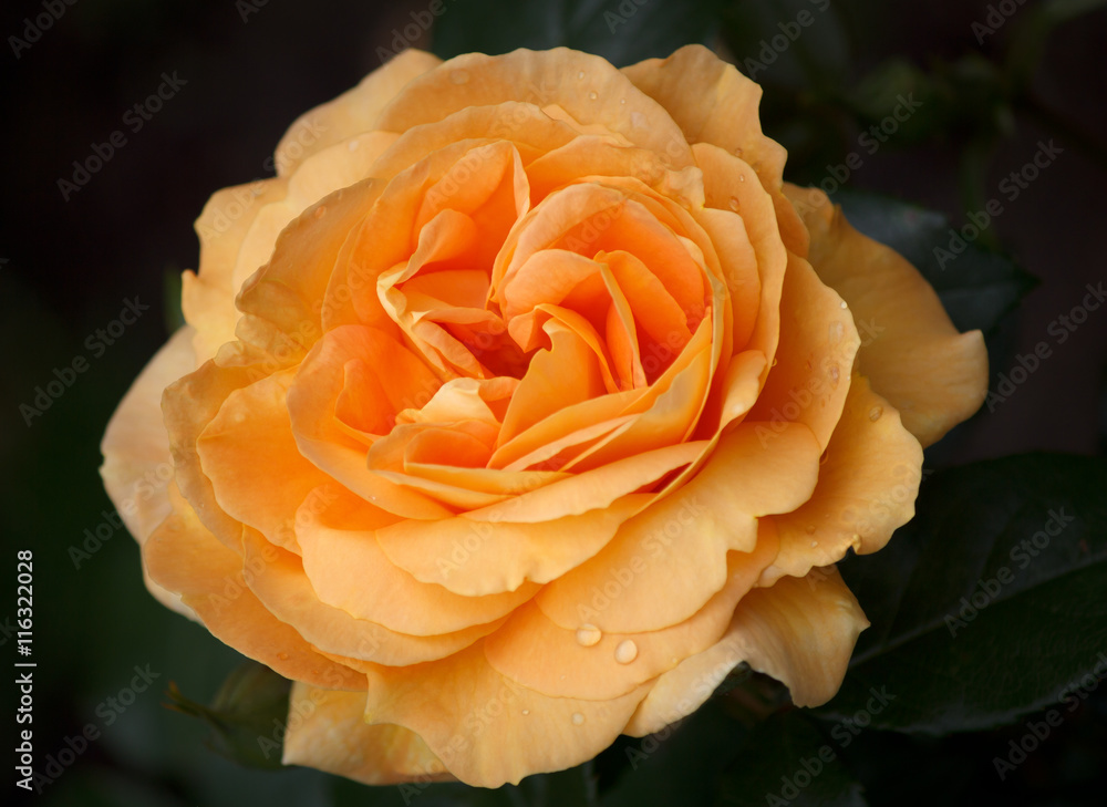 Closeup of a Beautiful Orange Rose Closeup of a Beautiful Orange Rose